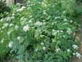 Apiaceae-Chaerophyllum-aureum-Cerfeuil-dore.jpg