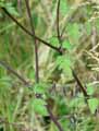 Chaerophyllum temulum