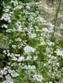 Coriandrum sativum