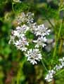 Coriandrum sativum
