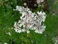 Apiaceae-Coriandrum-sativum-Coriandre-Persil-Arabe-Persil-Chinois-Cilantro.jpg