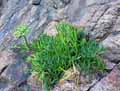 Crithmum maritimum