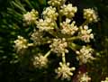 Crithmum maritimum
