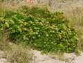Crithmum maritimum