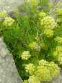 Crithmum maritimum