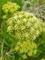 Crithmum maritimum
