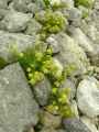 Crithmum maritimum