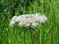 Daucus carota