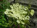 Daucus carota