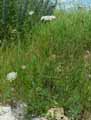 Daucus carota