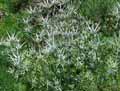 Apiaceae-Eryngium-bourgatii-Panicaut-de-bourgat-Panicaut-des-Pyrenees.jpg