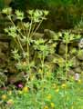Eryngium bourgatii ssp. heldreichii