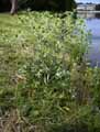Eryngium campestre