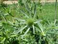Eryngium dichotomum