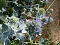 Eryngium maritimum