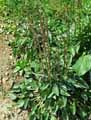 Eryngium marocanum, Eryngium maroccanum