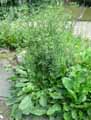 Eryngium planum