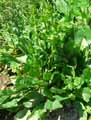 Eryngium planum