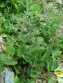 Eryngium serbicum