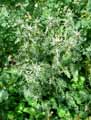 Eryngium variifolium