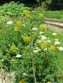 Ferula communis, Ferula chiliantha