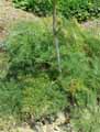 Ferula communis, Ferula chiliantha