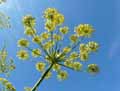 Foeniculum vulgare