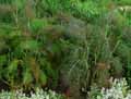 Apiaceae-Foeniculum-vulgare-Bronze-Fenouil-bronze.jpg