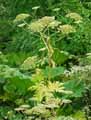 Heracleum mantegazzianum