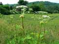 Heracleum sphondylium
