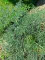 Katapsuxis silaifolia, Cnidium silaifolium