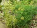 Laserpitium gallicum