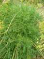 Laserpitium gallicum