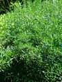 Laserpitium siler