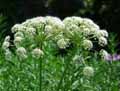 Laserpitium siler