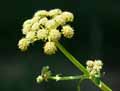 Levisticum officinale