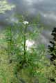 Oenanthe aquatica