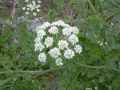 Oenanthe crocata