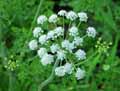 Oenanthe crocata
