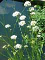 Oenanthe pimpinelloides