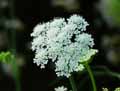 Oenanthe pimpinelloides
