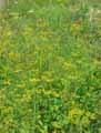 Pastinaca sativa