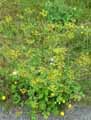 Pastinaca sativa