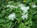 Petroselinum austriacum