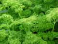 Petroselinum crispum var. crispum
