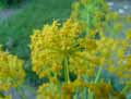 Thapsia villosa
