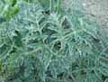 Thapsia villosa