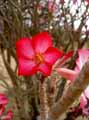 Adenium obesum