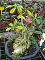 Adenium obesum