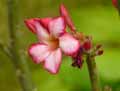 Adenium obesum